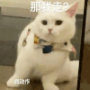 萌宠 猫咪 那我走 假动作 呆萌 可爱