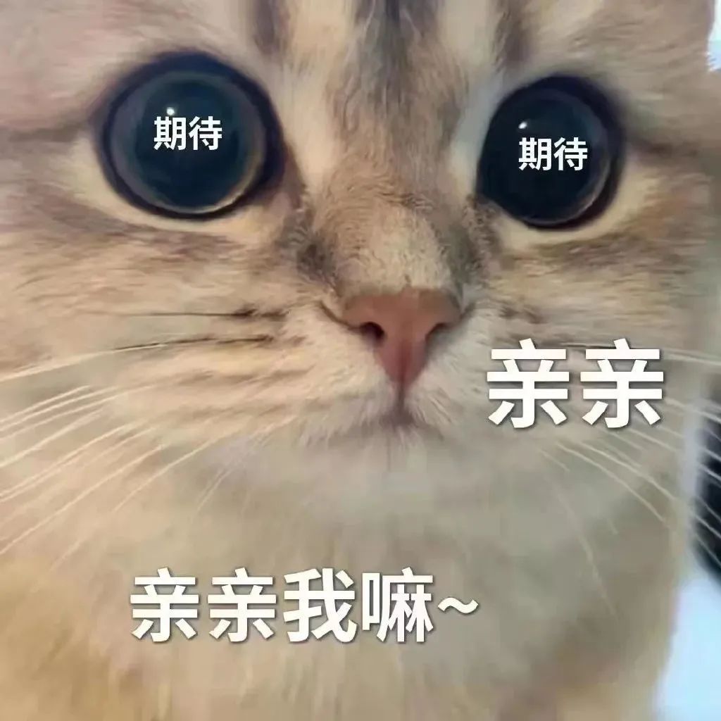 猫咪亲亲mua期待要亲亲可爱gif动图