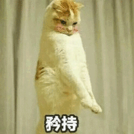 猫咪