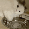 萌宠 猫咪 转盘子 呆萌 可爱