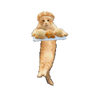 萌宠 猫咪 面包 呆萌 可爱