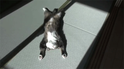 猫咪滚动的动态图图片