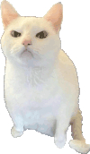 猫猫狗狗 透明底 沙雕 搞笑 逗