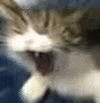 萌宠 猫咪 疯 呆萌 可爱
