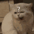 萌宠 猫咪 ？ 呆萌 可爱
