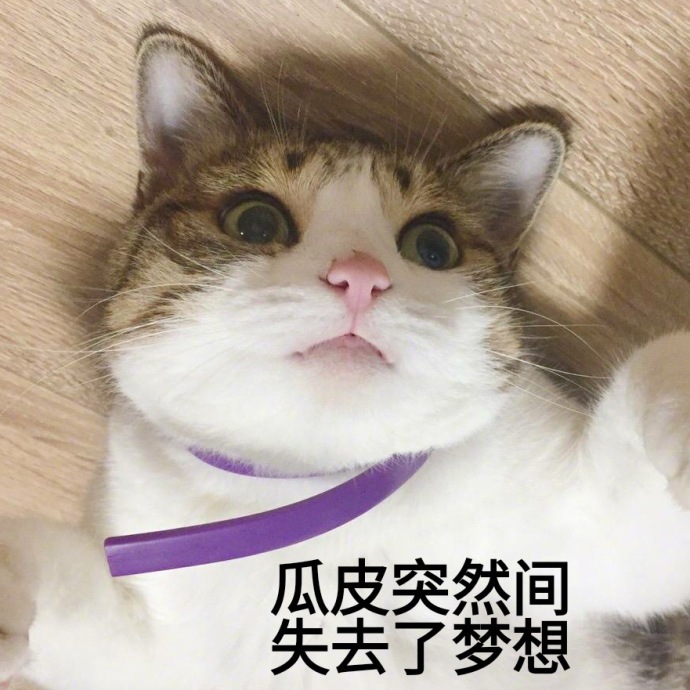 萌宠猫星人瓜皮突然失去了梦想无奈搞怪呆萌gif动图_动态图_表情包