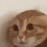 萌宠 猫咪 懵 呆萌 可爱