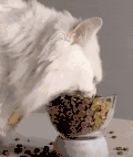 萌宠 猫咪 吃 呆萌 可爱