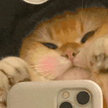 萌宠 猫咪 自拍 呆萌 可爱