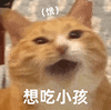 萌宠 猫咪 想吃小孩 饿 呆萌 可爱