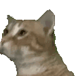 萌宠 猫咪 开心 呆萌 可爱