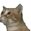 萌宠 猫咪 开心 呆萌 可爱