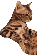 猫咪 猫meme 可爱 搞怪