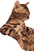 猫咪 猫meme 可爱 搞怪