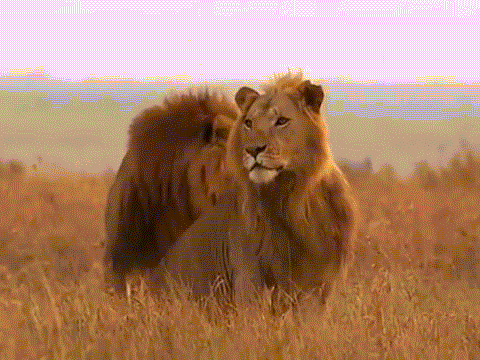 狮子捕猎动图图片