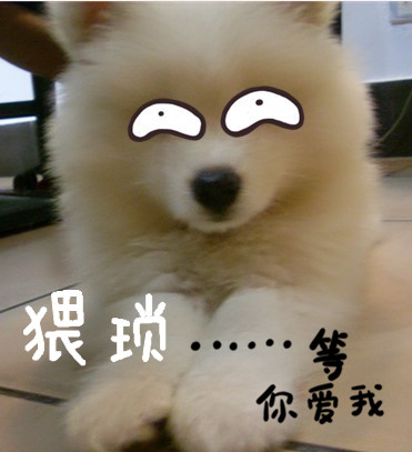 等你爱我狗狗可爱趴着gif动图_动态图_表情包下载_soogif