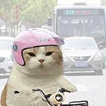 萌宠 猫咪 骑车 呆萌 可爱