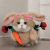 萌宠 猫咪 跳起来 呆萌 可爱