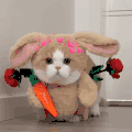 萌宠 猫咪 跳起来 呆萌 可爱
