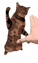 猫咪 猫meme 可爱 搞怪