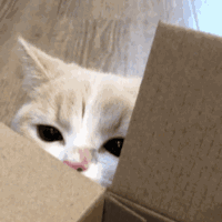 萌宠 猫咪 偷看 呆萌 可爱