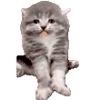 萌宠 猫咪 生气 呆萌 可爱