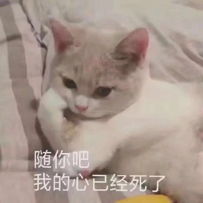 所以呢猫表情包图片