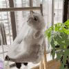 萌宠 猫咪 无辜 呆萌 可爱