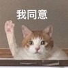 萌宠 猫星人 我同意 赞同 搞怪 呆萌