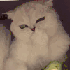 萌宠 猫咪 想吃 呆萌 可爱
