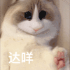 萌宠 猫咪 哒咩 呆萌 可爱