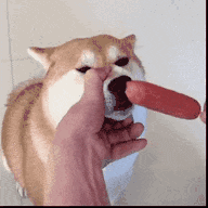 萌宠 狗狗 烤肠 呆萌 可爱