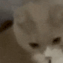 萌宠 猫咪 吃惊 呆萌 可爱