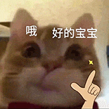 萌宠 猫咪 哦 好的宝宝 呆萌 可爱