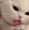 萌宠 猫咪 舔 呆萌 可爱