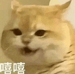 萌寵 貓咪 嘻嘻 呆萌 可愛