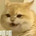 萌宠 猫咪 嘻嘻 呆萌 可爱
