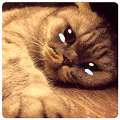伤心流泪的猫图片图片