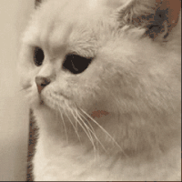 萌宠 猫咪 生气 呆萌 可爱