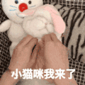 萌宠 猫咪 小猫咪我来了 呆萌 可爱