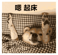 准备起床 萌宠 起床 沙雕 搞笑