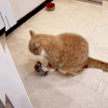 萌宠 猫咪 吃饭 呆萌 可爱