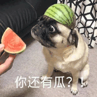 萌宠 狗狗 你还有瓜 呆萌 可爱