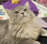 萌宠 猫咪 看着你 呆萌 可爱