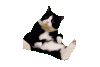 萌宠 猫咪 坐着 呆萌 可爱