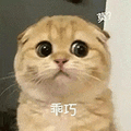 萌宠 猫咪 乖巧莫 呆萌 可爱
