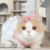 萌宠 猫咪 美丽 呆萌 可爱