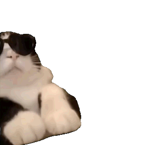 萌宠 猫咪 墨镜 呆萌 可爱