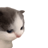 猫meme 猫猫 抽象 搞怪