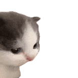 猫meme 猫猫 抽象 搞怪